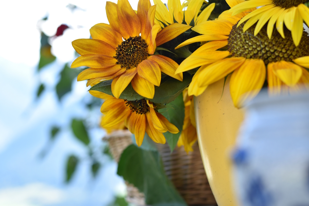 Katharina Mayrhuber, MSc